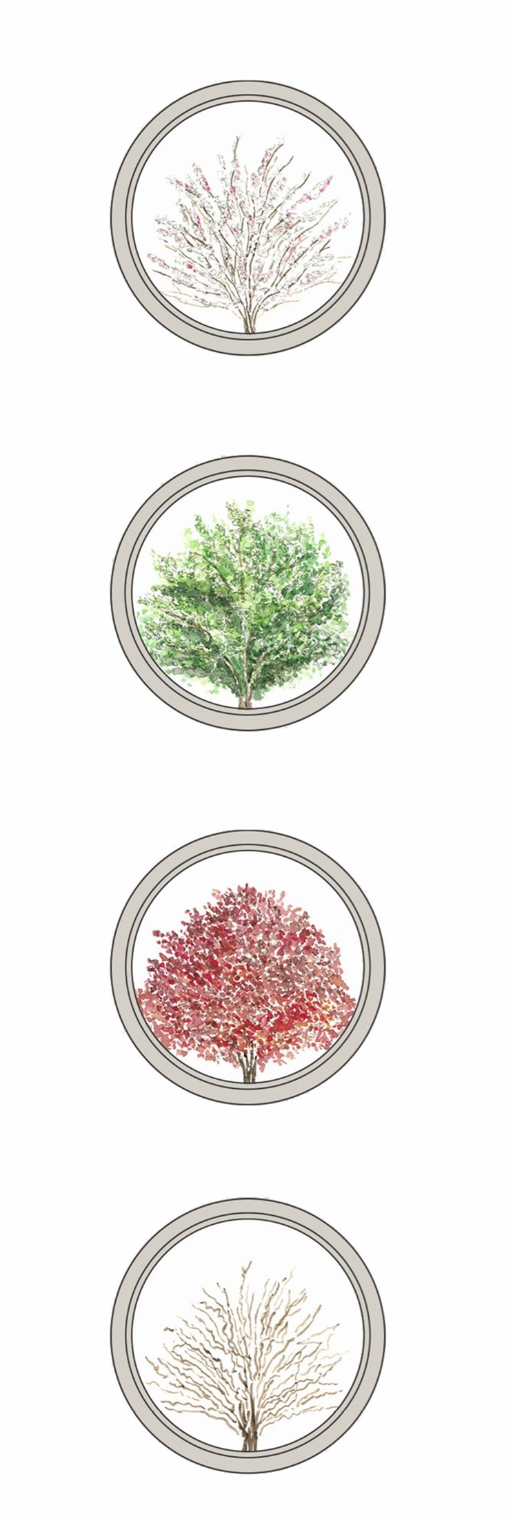 Prunus Kojo-no-mai — four seasonal circular studies.